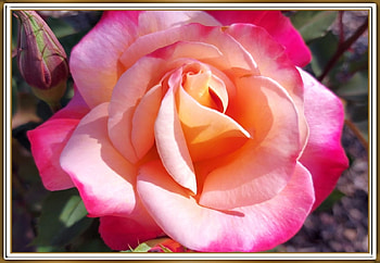 FRAMED FLOWERS, FLOWER, NATURE, , FRAMED HD wallpaper