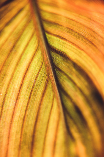 Plant, Macro, Stripes, Streaks, Leaflet, Veins HD phone wallpaper