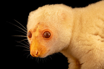Animals in arts, Joel Sartore's graphy, Ethereal wildlife, Artistic representation HD wallpaper