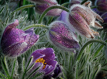 Frozen tulips, purple, light, flower, flowers, tulips HD wallpaper