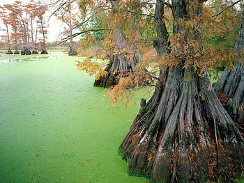 Nature, Trees, Autumn, Swamp, Roots, Slime, Tina HD wallpaper