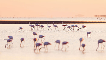Flamingos , flamingos, birds HD wallpaper