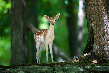 Animals, Wood, Tree, Sight, Opinion, Fawn HD wallpaper