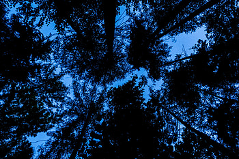 Nature, Trees, Sky, Silhouette, Bottom View HD wallpaper