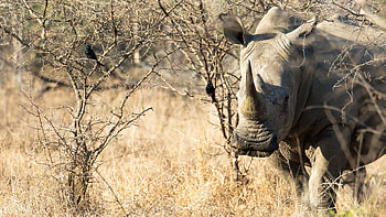 Rhino profile, Endangered species, Rare sighting, Conservation efforts HD wallpaper