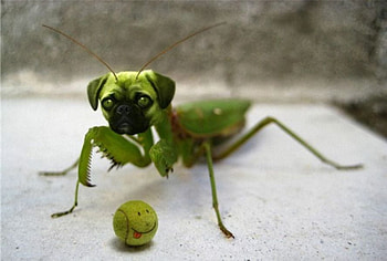 PUGMANTIS, dog, animal, hybrid, morphed, fantasy, bug, hop, green, cool, pug, funny, insect HD wallpaper