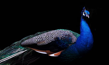 Close-up of a vibrant blue peacock showing its colorful feathers against a dark background. HD wallpaper