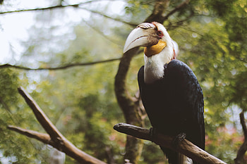 Animals, Bird, Beak, Branch, Wavy Hornbill, Wavy Rhino Bird, Wavy Kalao HD wallpaper