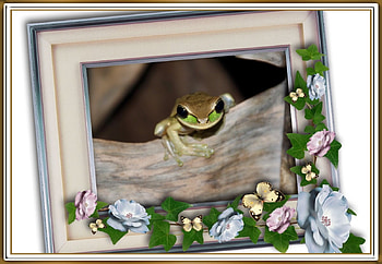 FRAMED FROGS, FROG, NATURE, FRAMED HD wallpaper