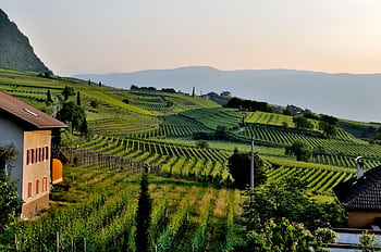 Idyllic countryside vineyard landscape featuring lush green rolling hills under a serene sky. HD wallpaper