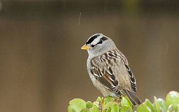 High-definition bird , bird , Screensaver-worthy, Dazzling avian graphy HD wallpaper