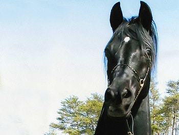 pretty black stallion against blue sky, trees, head, beautiful HD wallpaper
