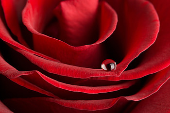 just one drop, closeup, rose, graphy, flower, red, nature, macro HD wallpaper
