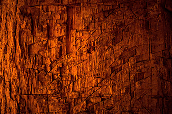 Wood, Tree, Texture, Textures, Scratches, Bark HD wallpaper