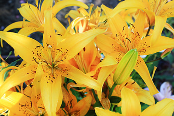 Flowers, Lilies, Bud, Stamens HD wallpaper