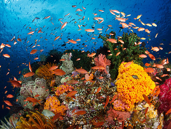 ocean, Exotic tropical fish HD wallpaper