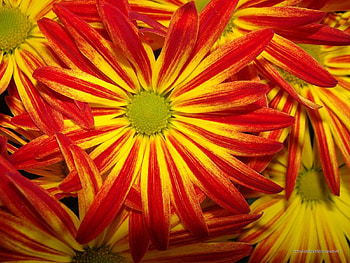 Plants, Flowers, Background HD wallpaper