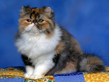 Animals, Cat, Fluffy, Muzzle HD wallpaper
