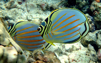 Ornate Butterfly Fish, fish, ornate, water, butterfly HD wallpaper