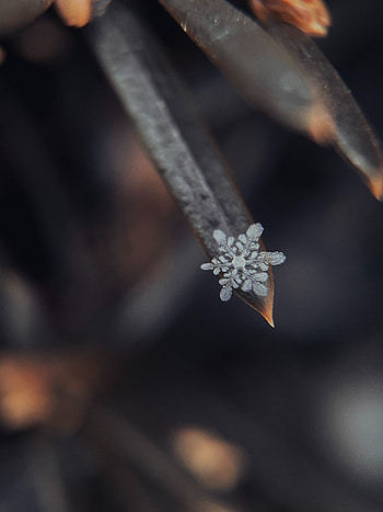 Grass, Snow, Macro, Snowflake HD phone wallpaper