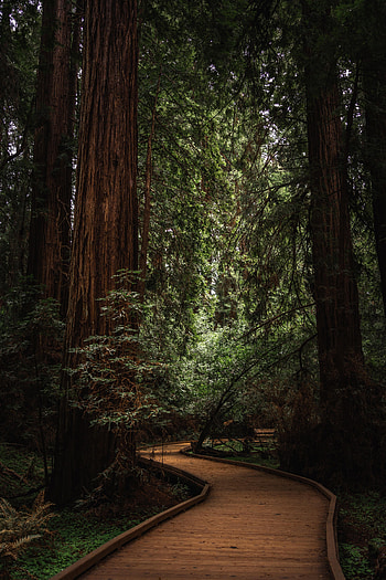 Nature, Trees, Forest, Path, Way, Bend HD phone wallpaper
