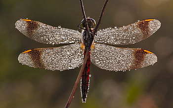 Dragonfly, nature, bugs, insect HD wallpaper