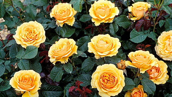 Flowers, Roses, Leaves, Bush, Garden, Thorns, Spikes HD wallpaper