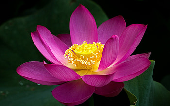 Pink lotus flower, Green nature HD wallpaper