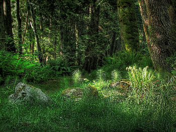 Nature, Grass, Rock, Shine, Light, Fern, Forest, Vegetation, Stone HD wallpaper