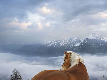 Horse with a Veiw, palamino, white, brown, sky, mountainsclouds, tree HD wallpaper
