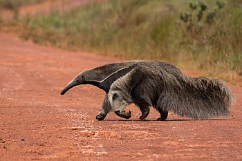 Giant anteater , Myrmecophaga tridactyla, Wild animals, iNaturalist HD wallpaper