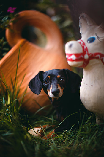 Animals, Grass, Nice, Sweetheart, Puppy, Dachshund HD phone wallpaper