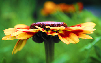 Macro Flower Detail, graphy, flowers, macro HD wallpaper