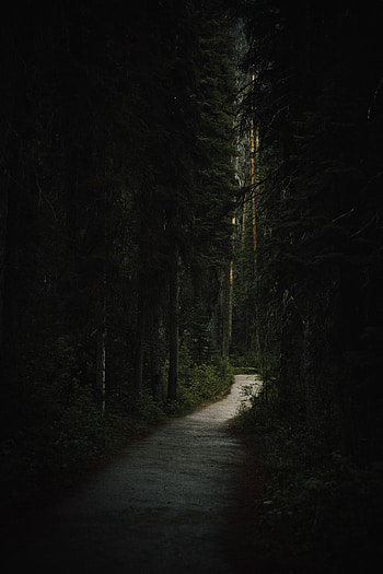 Nature, Trees, Dark, Forest, Path HD phone wallpaper