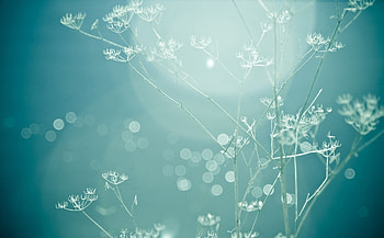 Plant, Macro, Glare, Shine, Light, Branch HD wallpaper