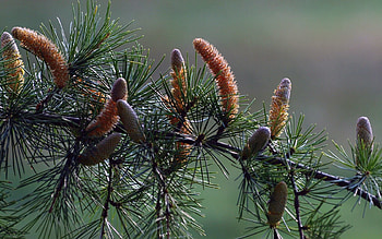 Nature, Cones, Needle, Pine, Conifers, Coniferous, Branch, Needles HD wallpaper