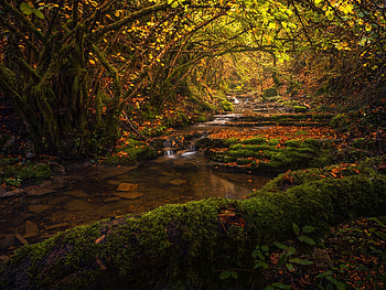 Tranquil Forest Stream : Nature's Serene Path, nature, stream HD wallpaper