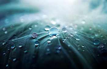Macro, Sheet, Leaf, Drop HD wallpaper