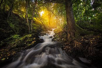 Forest Nature Sunbeam Trees Reflection, nature, sunbeam, trees, reflection, forest HD wallpaper