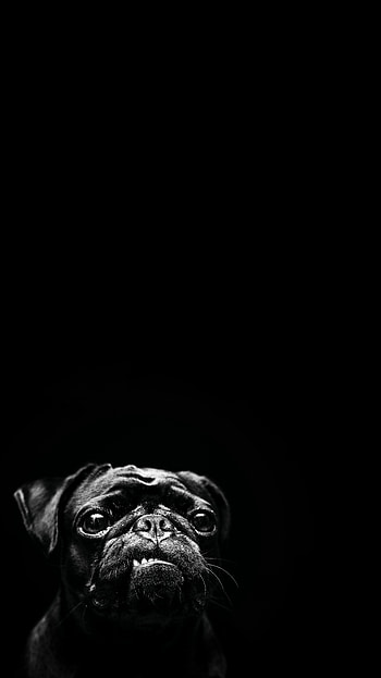 Animals, Dog, Pet, Pug HD phone wallpaper