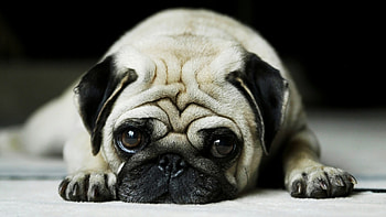 dog , Tablet HD wallpaper