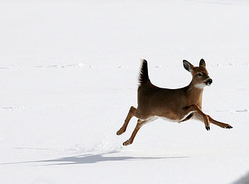 fawn, sweet, winter, snow, cute, wild, forest, little HD wallpaper