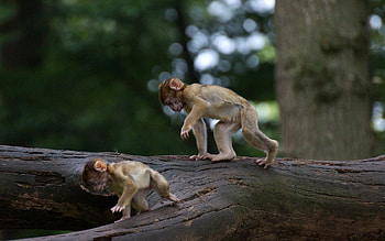 Monkey One | | Pinterest | Monkey , Funny monkeys and Monkey HD wallpaper
