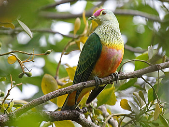 Rose Top Fruit Dove, fruit, top, rose, dove HD wallpaper