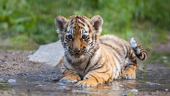 Cute water stripes, Precocious predator, Young tiger cub, Striking HD wallpaper