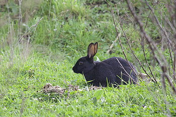 Animals, Grass, Rabbit, Wild Rabbit HD wallpaper