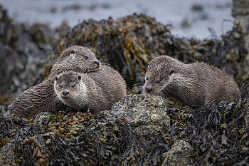 Otter spotting guide, British otter history, Conservation concerns, Discover otter hotspots HD wallpaper