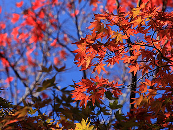 Nature, Sky, Autumn, Leaves, Branches HD wallpaper