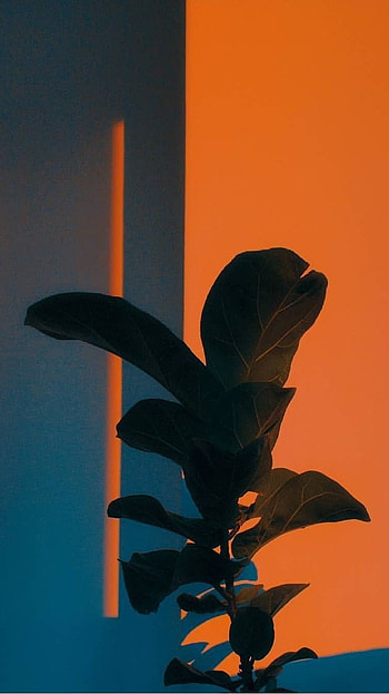 Orange Aesthetic, Orange HD phone wallpaper