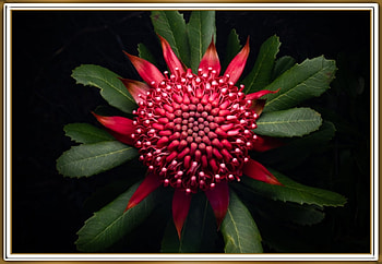 WARATAH FLOWER, NATURE, , FLOWRERS, FRAMED HD wallpaper